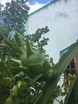 Dragon fruit