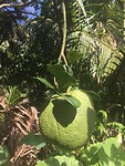 pomelo