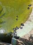 Schildpadden