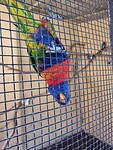 Vogel ondersteboven
