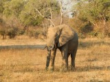 Olifant
