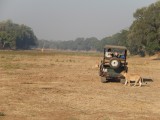 Leeuwin bij jeep