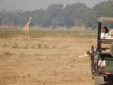 Domme giraffe