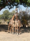Fotogenieke giraffen