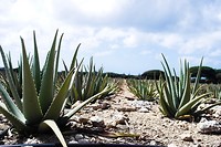 Aloë Vera factory