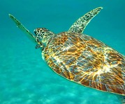 Schildpadden spotten bij Westpunt