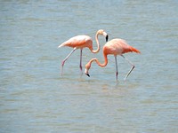 Flamingo's op Curaçao