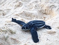 Schildpadje