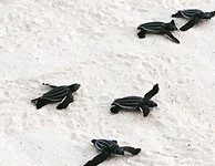 Baby turtles