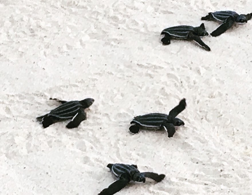 Baby turtles