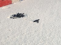 Schildpadjes uit hun nest