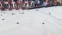 Schildpadjes uit hun ei