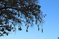Sausagetree
