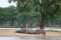 Hippo's