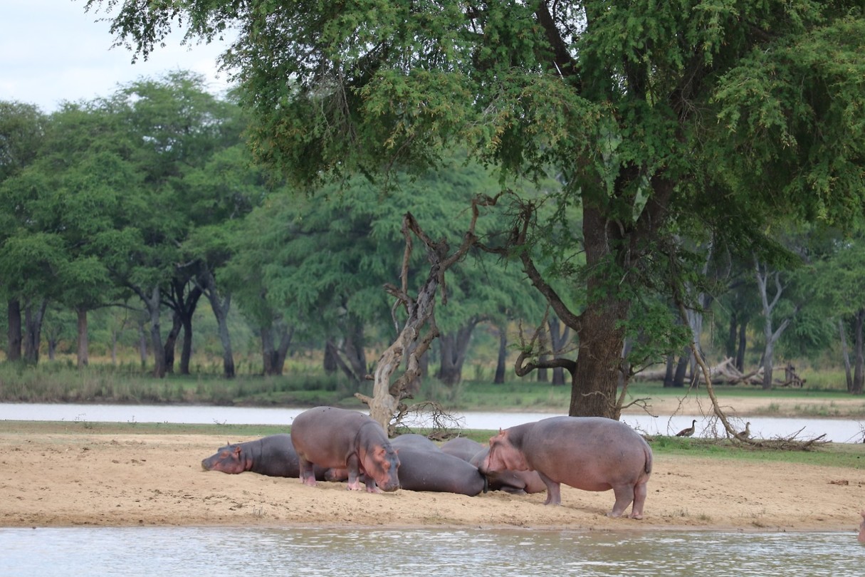 Hippo's