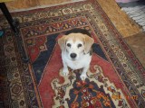 Hondje Tommie