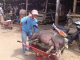 Lokale markt. Meneer wilde graag op de foto net een varken gekocht om te offeren ! (Arm dier)