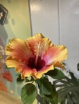 Andere foto van mooie bloem