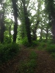 Een dagje lopen in het bos