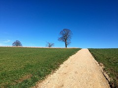 Just three lonely trees
