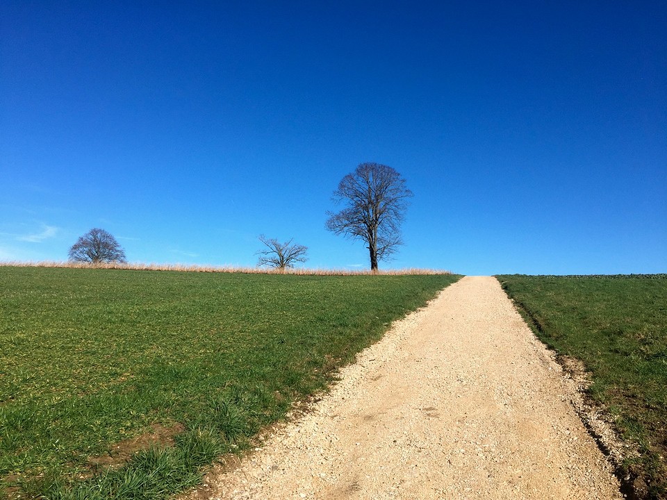 Just three lonely trees