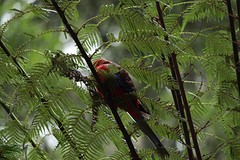 Crimson Rosella, een papegaai