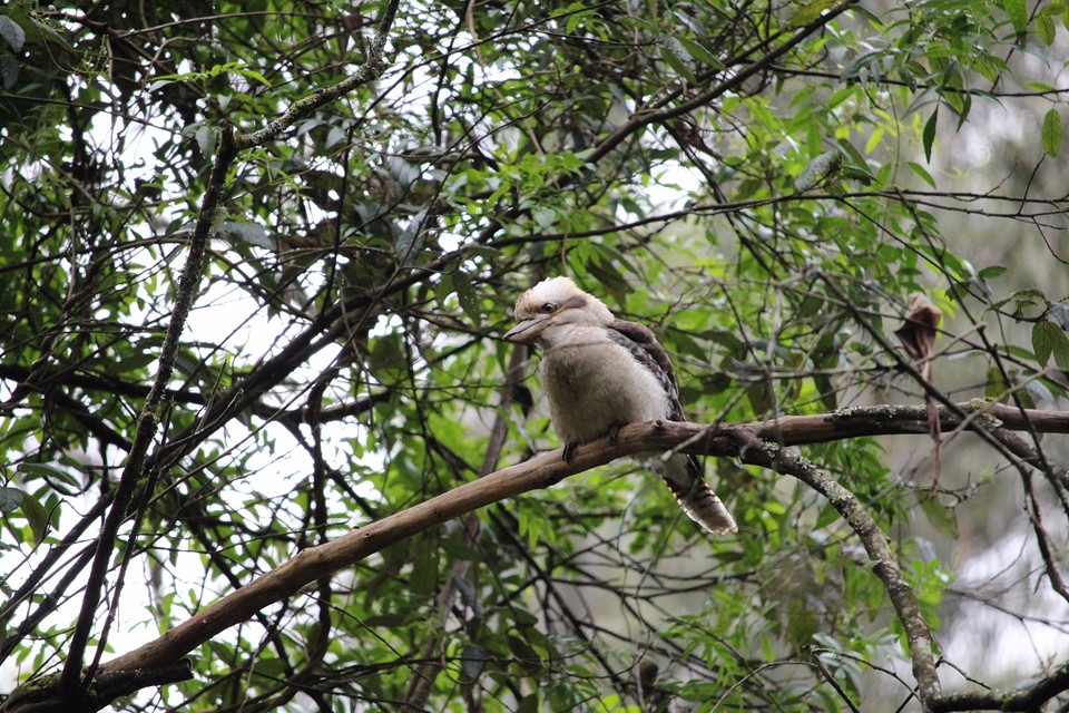 een kookaburra
