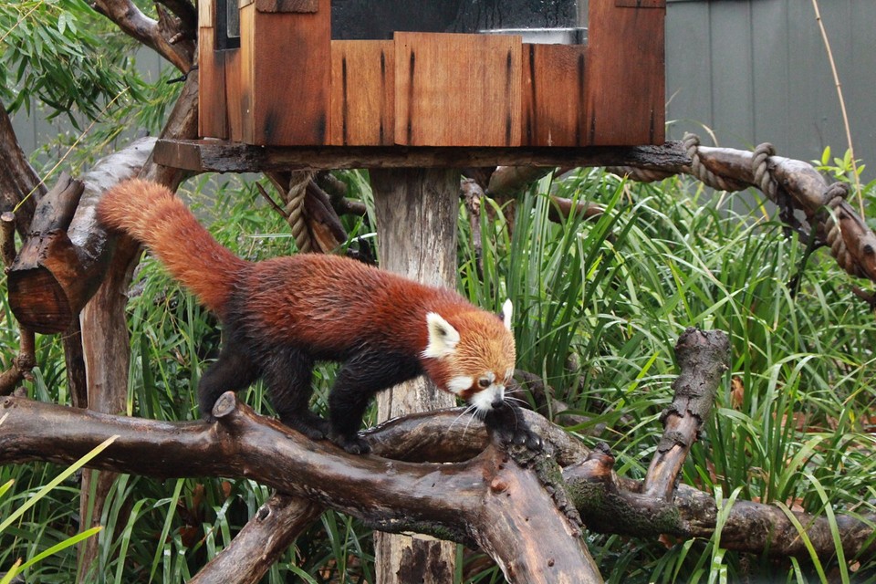 the red panda