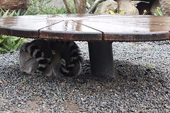 ringstaart maki's schuilende voor de regen