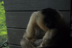 een heel schattige aap
