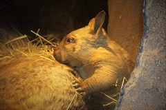een baby wombat!