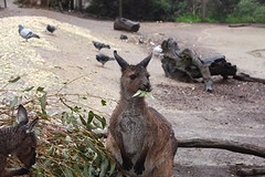 hier is ie dan mijn kangaroo
