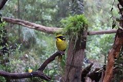 een heel lief vogeltje (honeyeater) dat werd gevoerd