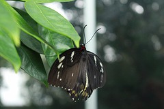 Vlindertuin