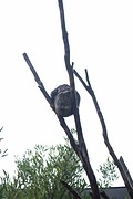 koala hoopje in de boom
