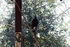 Australian Magpie