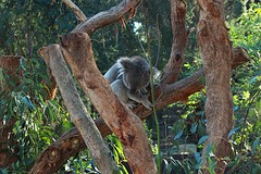 koala