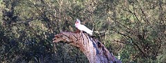 een fancy hanenkam vogel