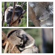 heeel veel koala!!!