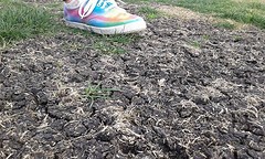 Beetje dorre velden bij het frisbee