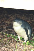 pinguin!!!!