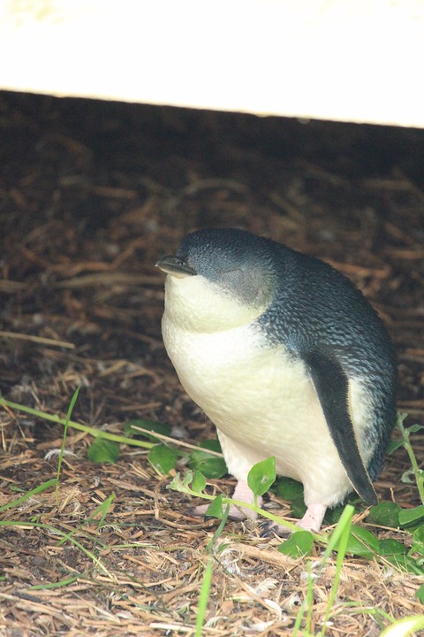 pinguin!!!!