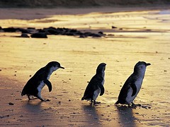 pinguins