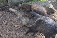 Diertjes in de dierentuin