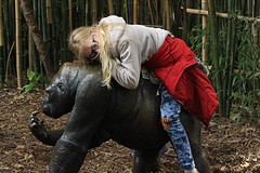 Dit keer is het een gorilla