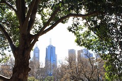 Skyline through treee