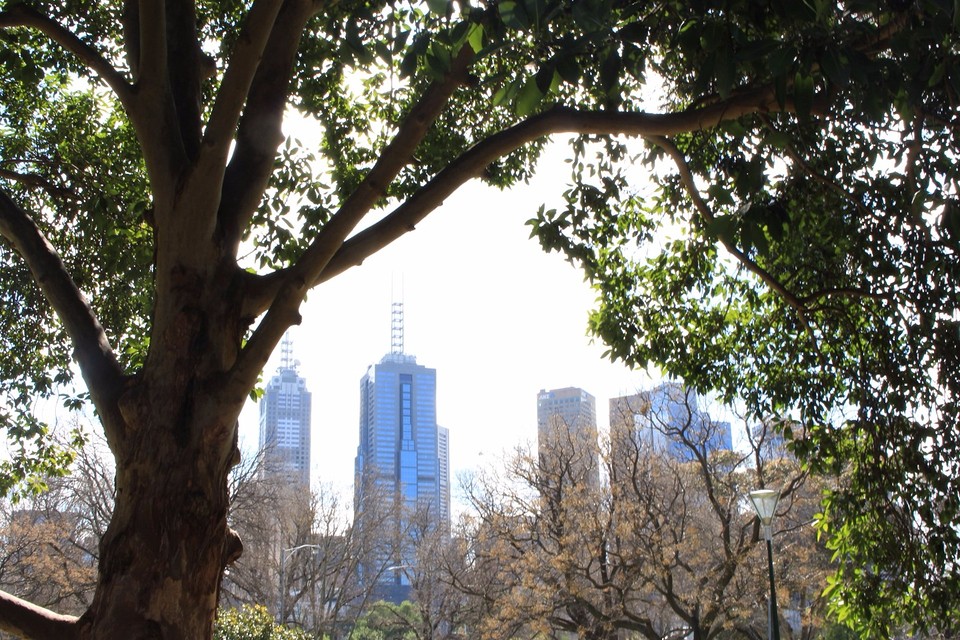 Skyline through treee
