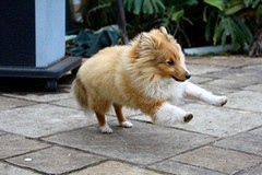 Running Remy