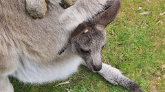 Is dit niet té schattig