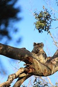 Koala 4